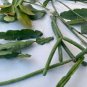 5 DIFFERENT RHIPSALIS CUTTINGS -Unnamed- Different Types - Easy to Root-Tropical