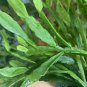 5 DIFFERENT RHIPSALIS CUTTINGS -Unnamed- Different Types - Easy to Root-Tropical