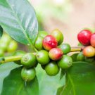 2 LIVE COFFEE TREE PLANTS, 9" Tall - Produces Arabica Coffee Beans-Not Seeds!!!
