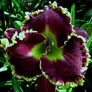 Daylily 3 Varieties Dark Prince, Omomuki, Cary Grant