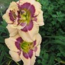 Kisses For Cinderella 10 Daylily fans Return and multiply yearly, World's Finest Kisses For Cinderella 10 Daylily fans Return and multiply yearly, World's Finest
