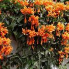FLORIDA FLAME~~Phyrostegia Vine SMALL Rooted Starter Plant~Hummingbird Heaven! FLORIDA FLAME~~Phyrostegia Vine SMALL Rooted Starter Plant~Hummingbird Heaven!