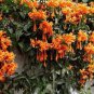 FLORIDA FLAME~~Phyrostegia Vine SMALL Rooted Starter Plant~Hummingbird Heaven!
