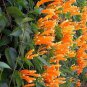 FLORIDA FLAME~~Phyrostegia Vine SMALL Rooted Starter Plant~Hummingbird Heaven!