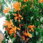 FLORIDA FLAME~~Phyrostegia Vine SMALL Rooted Starter Plant~Hummingbird Heaven!