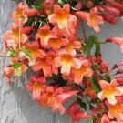 BIGNONIA "TANGERINE BEAUTY" CROSSVINE*Rooted Starter Plant**ATTRACTS BUTTERFLIES BIGNONIA "TANGERINE BEAUTY" CROSSVINE*Rooted Starter Plant**ATTRACTS BUTTERFLIES