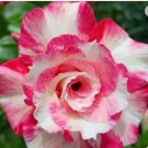 PINK ROSE~ Desert Rose Adenium Obesum SMALL Rooted Seedling Plant