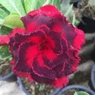 BLACK WIDOW 8025~ Desert Rose Adenium Obesum SMALL Rooted Seedling Plant BLACK WIDOW 8025~ Desert Rose Adenium Obesum SMALL Rooted Seedling Plant