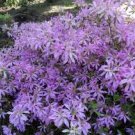 KOROMO SHIKIBU ~~Azalea Rhododendron Deciduous Starter Plant~ VERY RARE!