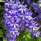 QUEENS WREATH**Petrea volubilis**Sandpaper Bluebird Vine**Rooted STARTER Plant QUEENS WREATH**Petrea volubilis**Sandpaper Bluebird Vine**Rooted STARTER Plant