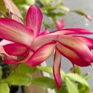 Christmas Cactus Starter Plant ~~Bradien~~ Schlumbergera/Truncata Cactus Christmas Cactus Starter Plant ~~Bradien~~ Schlumbergera/Truncata Cactus