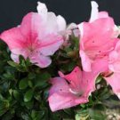 OHGA~~Azalea Rhododendron Deciduous Starter Plant~~MULTI COLORS AT ONCE