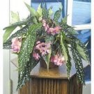 Angelwing Begonia "MY SPECIAL ANGEL" Well Rooted Starter Plant*SHIP WITHOUT POT Angelwing Begonia "MY SPECIAL ANGEL" Well Rooted Starter Plant*SHIP WITHOUT POT