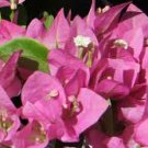 Well Rooted **VERA PINK* Bougainvillea starter/plug plant Well Rooted **VERA PINK* Bougainvillea starter/plug plant