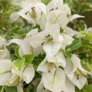 Well Rooted **KEYWEST WHITE** Bougainvillea starter/plug plant**SHIPS BARE ROOT