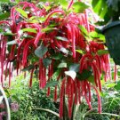 GIANT CHENILLE*Acalypha Hispida*Starter Plant*Attracts Hummingbirds/Butterflies