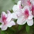 TAMA NO HADA~~Azalea Rhododendron Deciduous Starter Plant~3 COLORS AT ONCE!!!