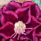 ROMDEE ~ Desert Rose Adenium Obesum SMALL Rooted Seedling Plant ROMDEE ~ Desert Rose Adenium Obesum SMALL Rooted Seedling Plant