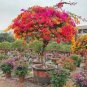 Spectabilis Red Bougainvillea SMALL well rooted starter/plug plant