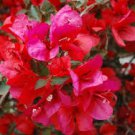 Well Rooted **SAN DIEGO RED** Bougainvillea starter/plug plant Well Rooted **SAN DIEGO RED** Bougainvillea starter/plug plant