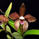 C Schofieldiana ‘Green goddess’ X Jolly Green Giant FCC AOS 4” Pot