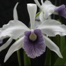 L. Purpurata V Werkhauseri ‘Kathleen’ AM X C warscewiczii V Coerulea ‘Itungo’ AM L. Purpurata V Werkhauseri ‘Kathleen’ AM X C warscewiczii V Coerulea ‘Itungo’ AM