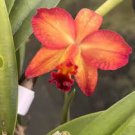 C. Circle Spirit X L. Briegeri Rooted Division 5.5” Pot