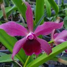 L Tenebrosa X C Bicolor ‘daphne’ 2” Starter Seedling L Tenebrosa X C Bicolor ‘daphne’ 2” Starter Seedling