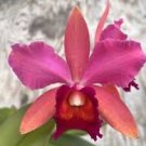 C Violacea ‘Muse’ FCC/AOS x Slc circle Of Life ‘spring Joy ’ 2” Pot C Violacea ‘Muse’ FCC/AOS x Slc circle Of Life ‘spring Joy ’ 2” Pot