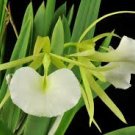 B Nodosa ‘Mirtha Isabel’ X Orchid Eros AM/AOS 2