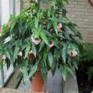 Angelwing Begonia "MY SPECIAL ANGEL" Well Rooted Starter Plant*SHIP WITHOUT POT Angelwing Begonia "MY SPECIAL ANGEL" Well Rooted Starter Plant*SHIP WITHOUT POT