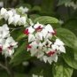 BLEEDING HEART~ Rooted Starter Plant~ Clerodendrum thomsonia~White & Red Blooms