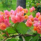 Well Rooted **AFTERGLOW** Bougainvillea starter/plug plant