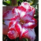 WONDER~ Desert Rose Adenium Obesum SMALL Rooted Seedling Plant