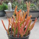 Pencil Cactus Euphorbia Tirucalli Succulent 15 Fresh Cuttings Pencil Cactus Euphorbia Tirucalli Succulent 15 Fresh Cuttings