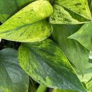 Epipremnum Aureum Jessenia Pothos Rooted Starter