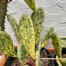 Variegated Opuntia Prickly Pear Cactus Sunburst Lightly Rooted Plant Variegated Opuntia Prickly Pear Cactus Sunburst Lightly Rooted Plant