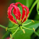 Flame Lily Gloriosa Superba Glory Vine Climbing Fire Lily Starter Plant Flame Lily Gloriosa Superba Glory Vine Climbing Fire Lily Starter Plant