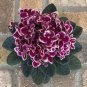 African Violet ***Precious Red*** two (2) freshly cut leaves (NOT A PLANT)