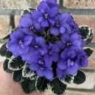 African Violet ***Shy Blue*** two (2) freshly cut leaves (NOT A PLANT) African Violet ***Shy Blue*** two (2) freshly cut leaves (NOT A PLANT)
