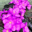African Violet **Ness' Pink Confetti** two (2) freshly cut leaves (NOT A PLANT) African Violet **Ness' Pink Confetti** two (2) freshly cut leaves (NOT A PLANT)