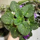 African Violet ***SHN - Space Fairy*** two (2) freshly cut leaves (NOT A PLANT) African Violet ***SHN - Space Fairy*** two (2) freshly cut leaves (NOT A PLANT)