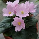 African Violet ***Little Rick*** two (2) freshly cut leaves (NOT A PLANT)