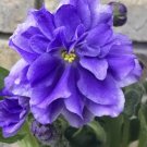 African Violet Hunter's Strut Her Stuff two (2) freshly cut leaves (NOT A PLANT)