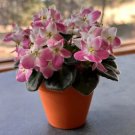 African Violet ***Mac's Pure Poetry*** two (2) freshly cut leaves (NOT A PLANT) African Violet ***Mac's Pure Poetry*** two (2) freshly cut leaves (NOT A PLANT)