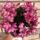 African Violet Mac's Ring Around The Rosie (2) freshly cut leaves (NOT A PLANT) African Violet Mac's Ring Around The Rosie (2) freshly cut leaves (NOT A PLANT)