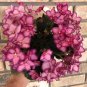 African Violet Mac's Ring Around The Rosie (2) freshly cut leaves (NOT A PLANT)