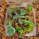 Terrarium Bundle! 10 Random Cuttings! Fairy garden, Vivarium/Paludarium