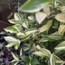 Tradescantia Spiderwort Striped Wandering Jew GREEN AND CREAM PLANT 5 cuttings Tradescantia Spiderwort Striped Wandering Jew GREEN AND CREAM PLANT 5 cuttings