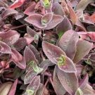 Tradescantia Wandering Jew Pale Puma Fuzzy- 5 Cuttings Unrooted. Tradescantia Wandering Jew Pale Puma Fuzzy- 5 Cuttings Unrooted.
